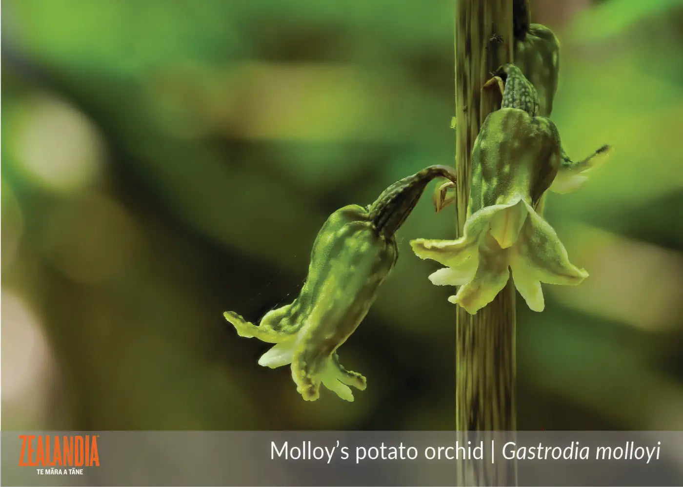 Zealandia calendar page